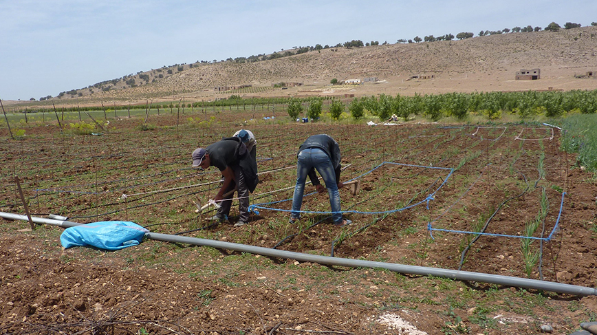 Preparing for planting in an irrigated field in Morocco, one of several countries that researchers