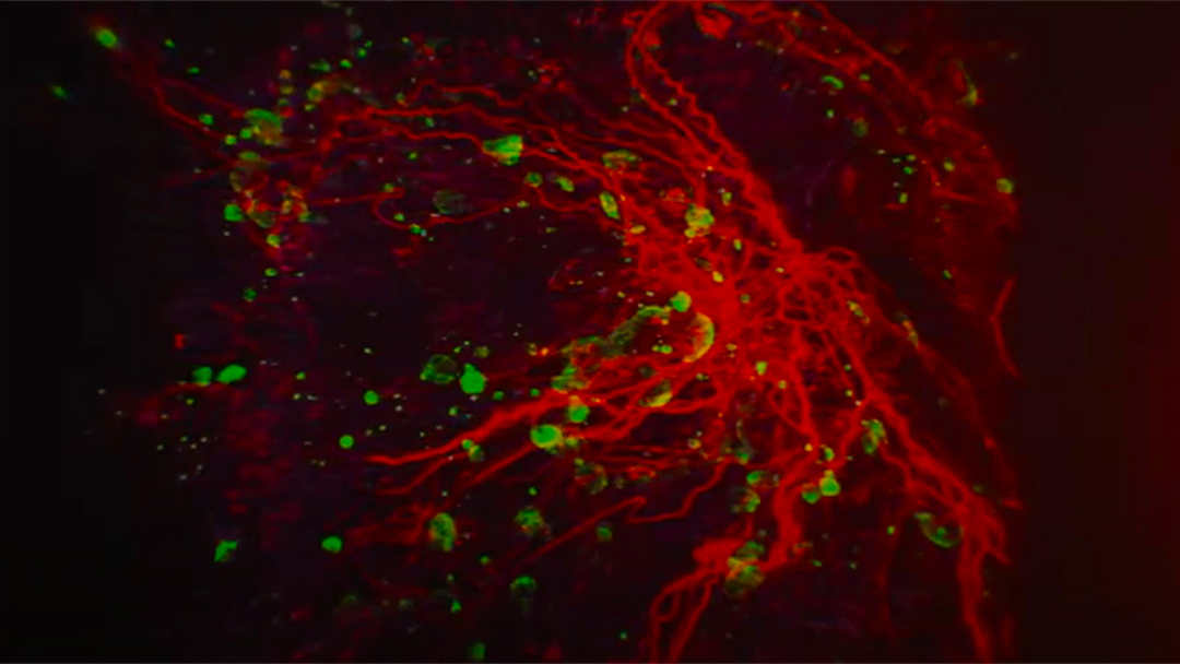 Still from a 3D film showing proteins.