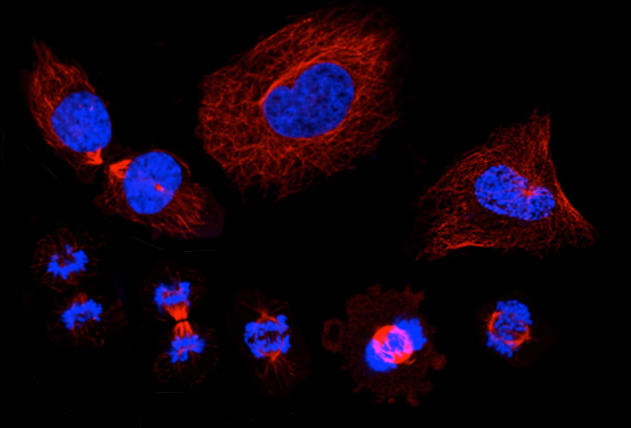 A montage of microscopic images that show the stages of the cell cycle,