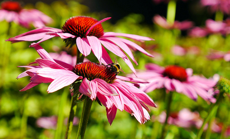 Flowers.