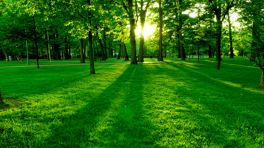 Solljus genom grön skog