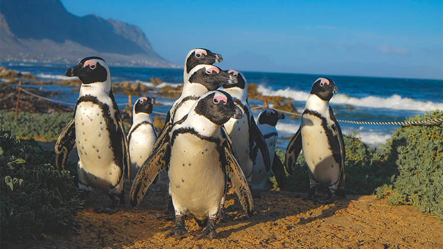 Penguins on a beach.