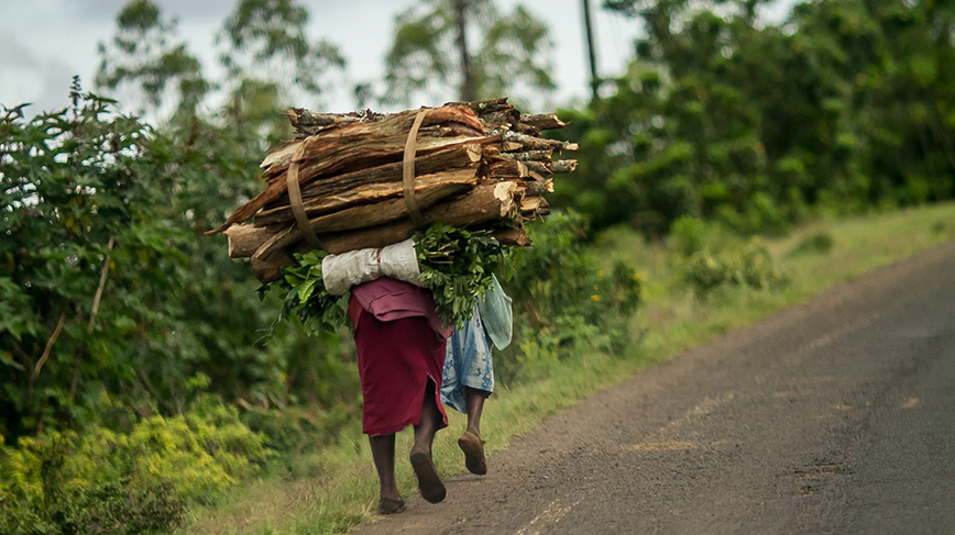 Two people hauling bundles of chopped wood on their shoulders on a rural road.
