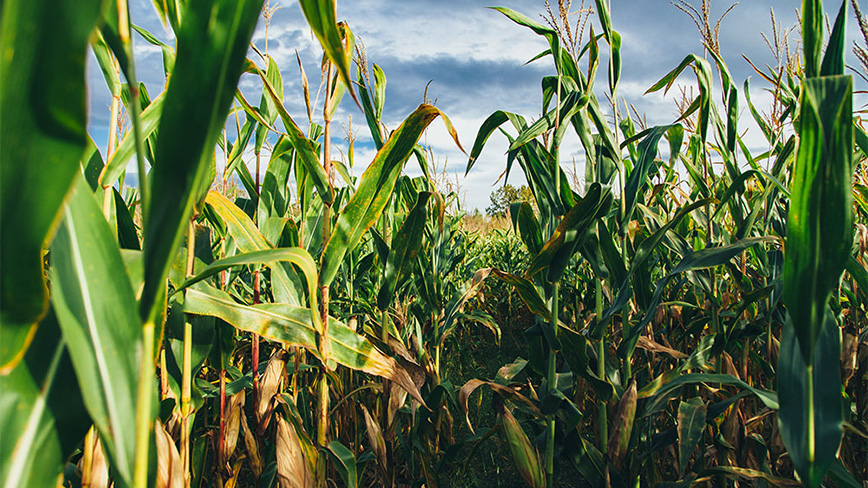 Field of corn.