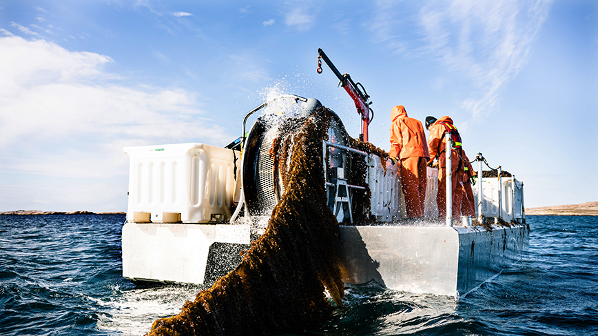 Lines of seaweed are hauled into a boat by a crew of several people