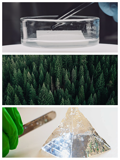 Photos of forests and research settings