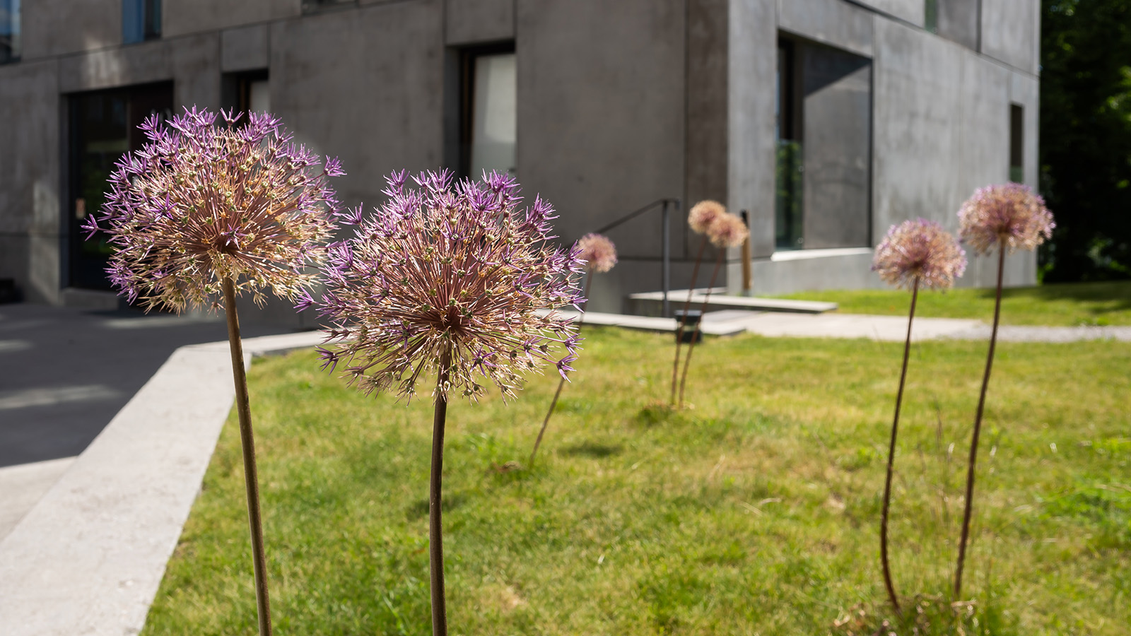 Flowers growing outside building 