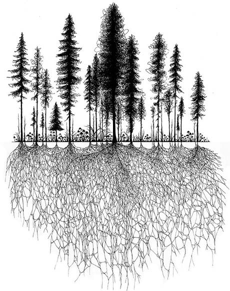 The illustration was made by Katie Holten for EmergenceMagazine, Feb 2020, depicting the forest's wo