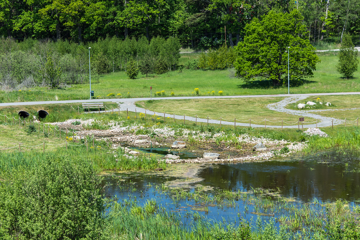 an urban wetland