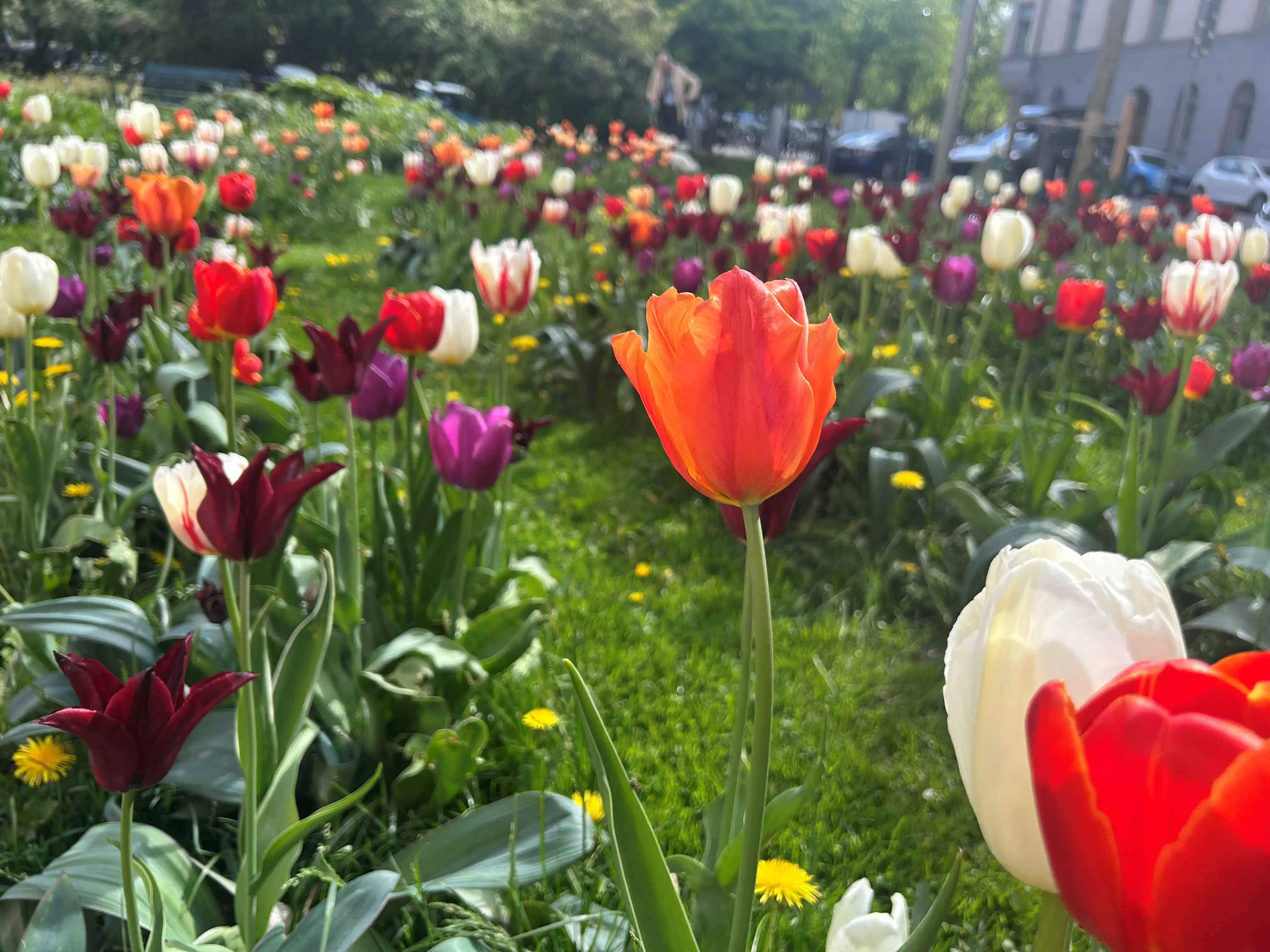 tulips
