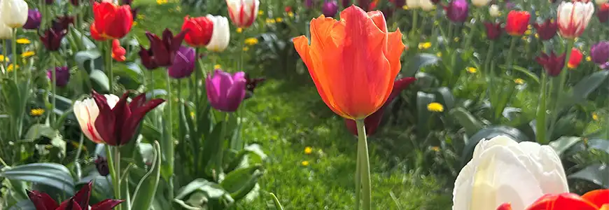 tulips