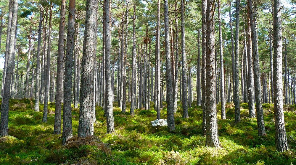 A green forest
