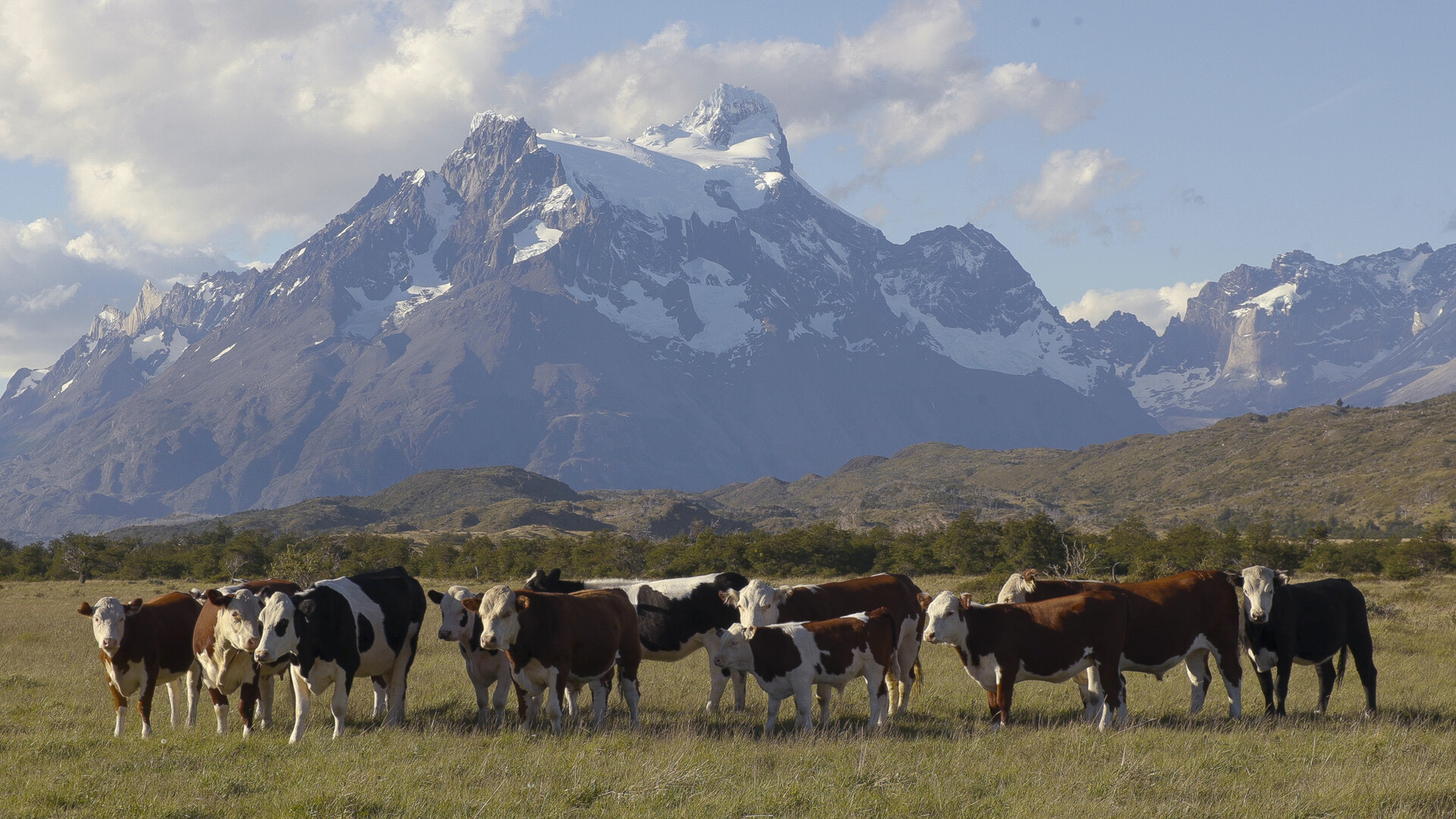 Meadow with cows