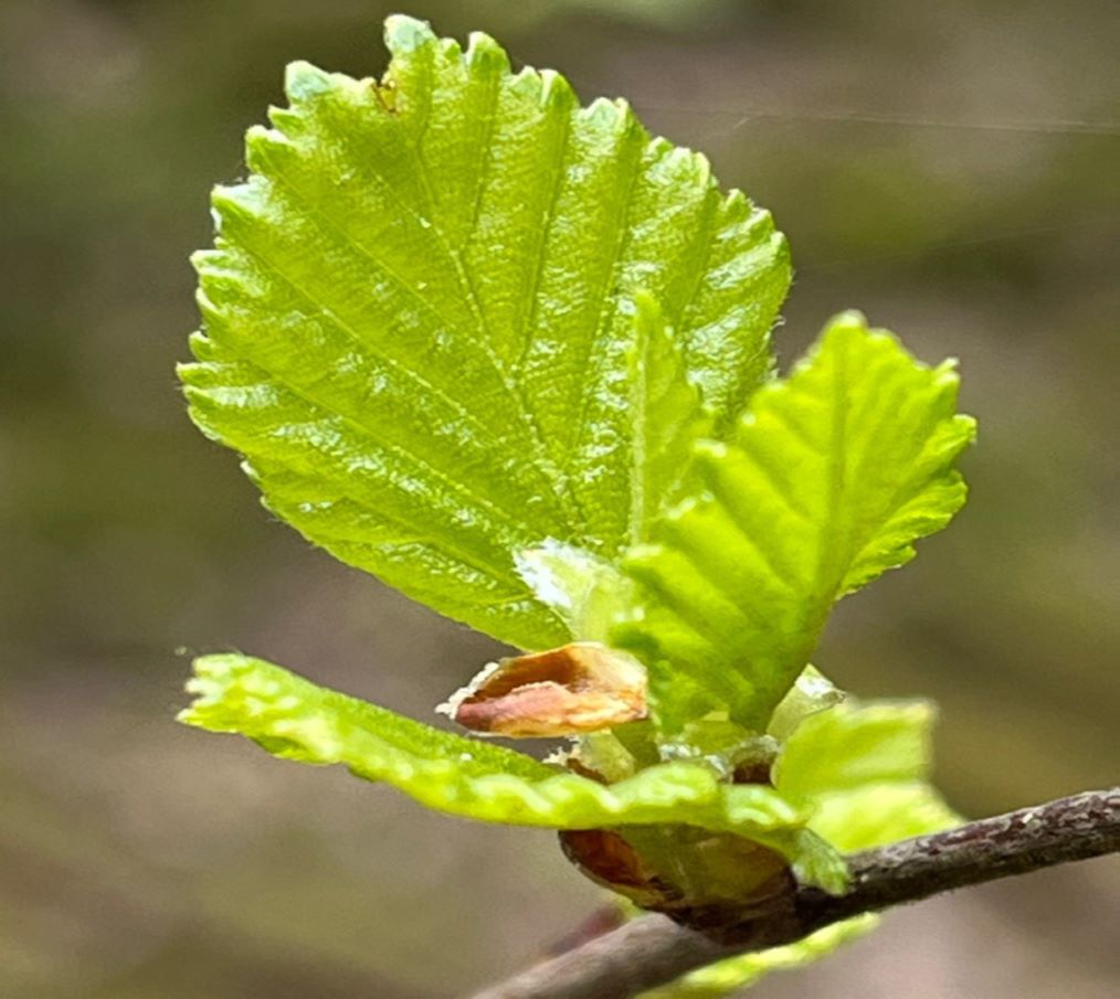 Urban Biodiversity 