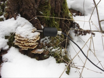 Geophone stuck in a snowy tree trunk