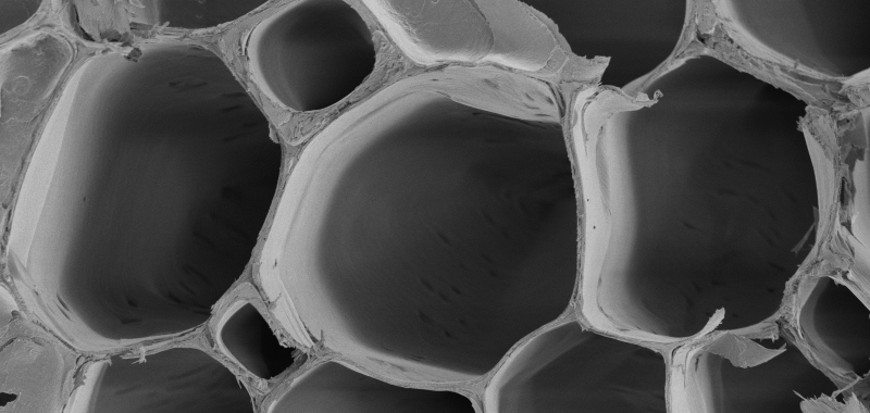 black and white microscope image of wood cells