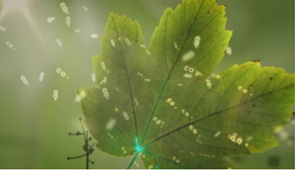 Leaf